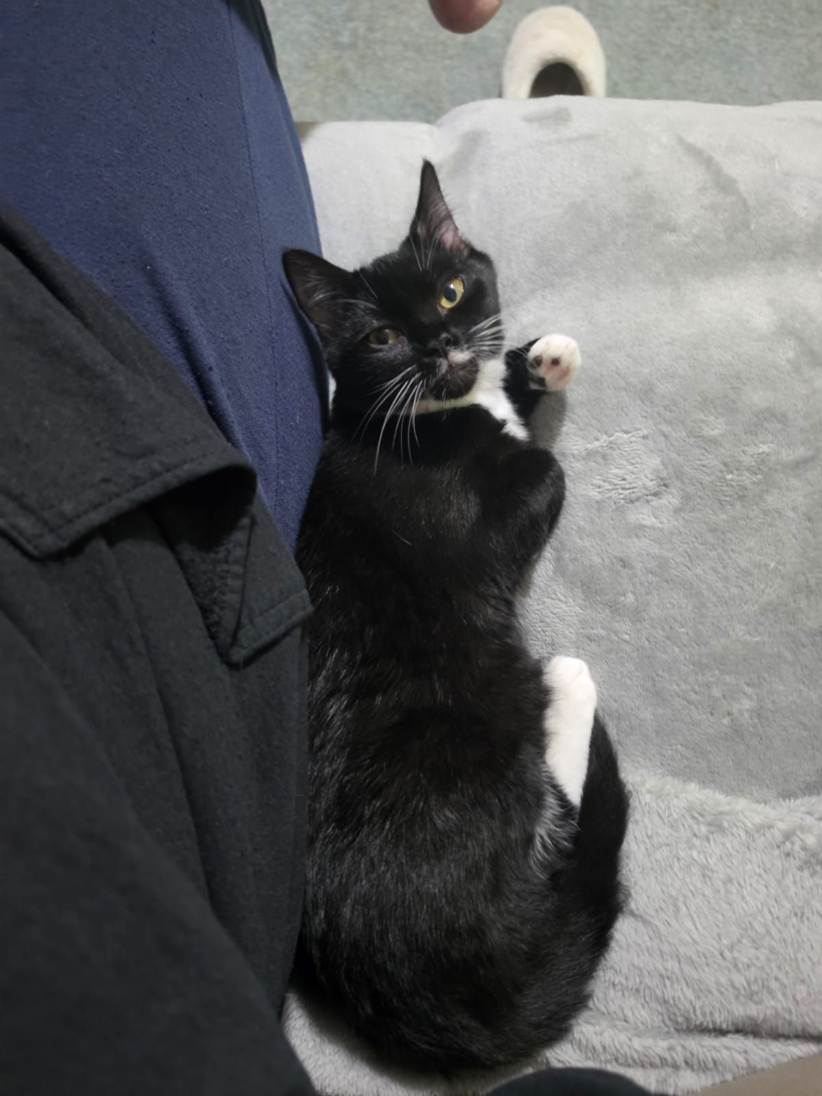 Gallery image: Ember