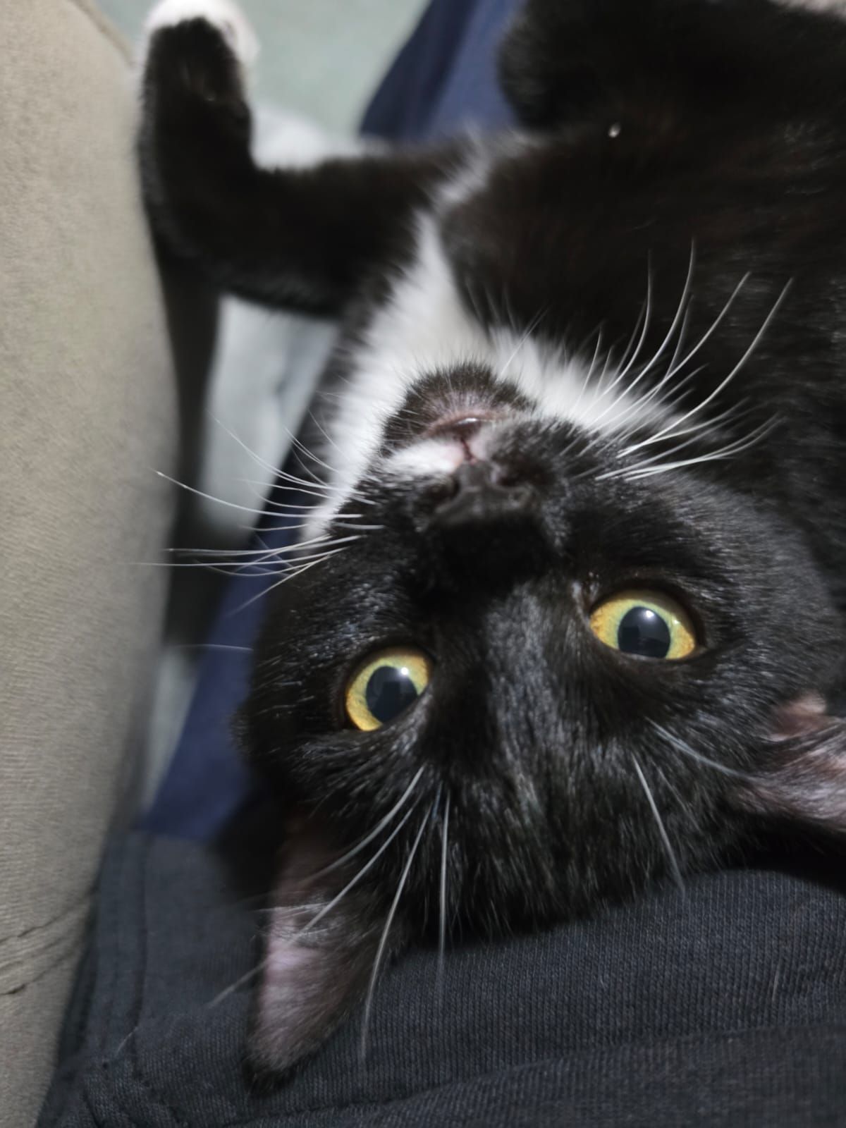 Gallery image: Ember