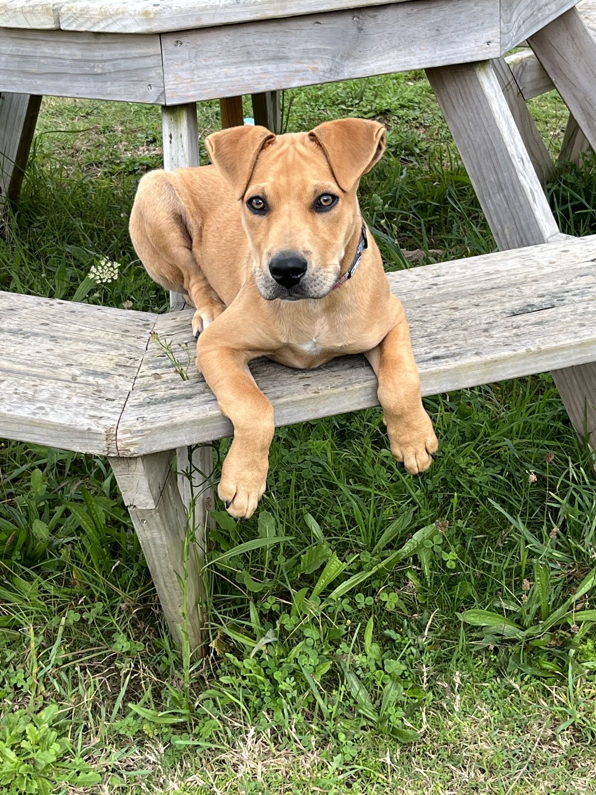 Gallery image: Huckleberry