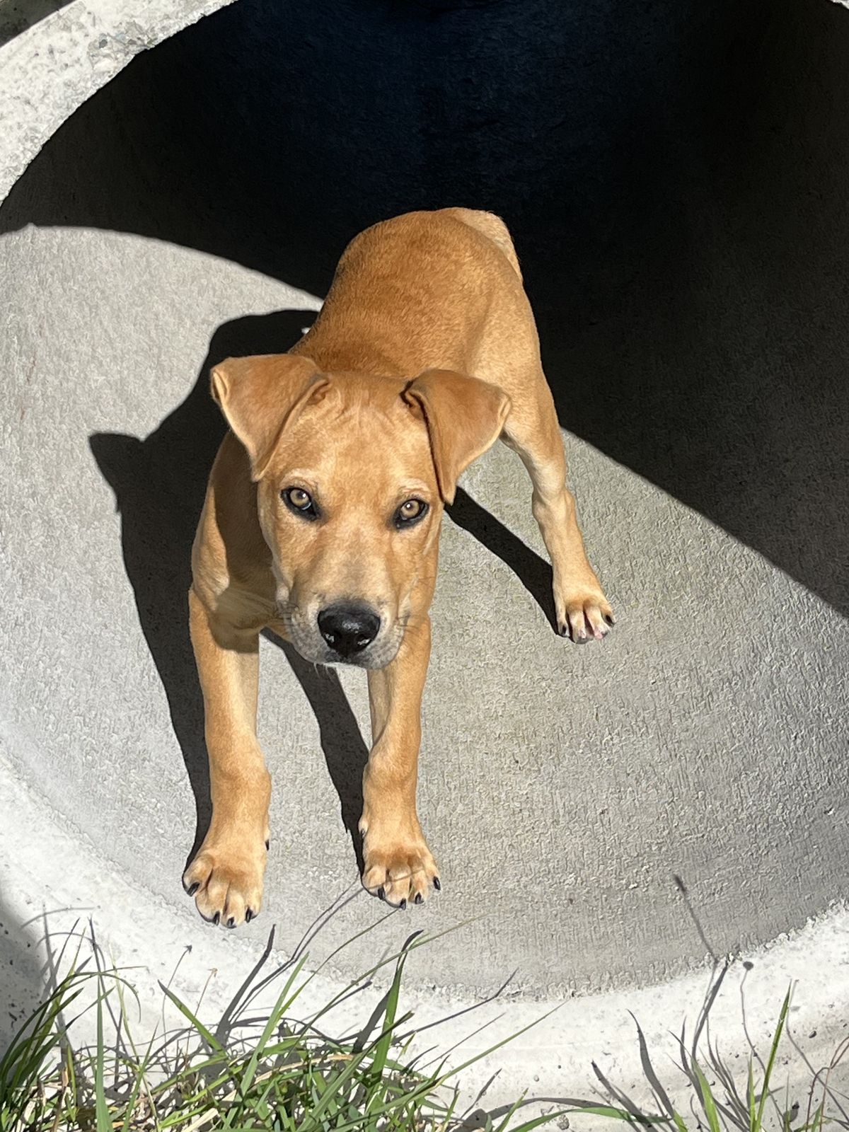 Gallery image: Huckleberry