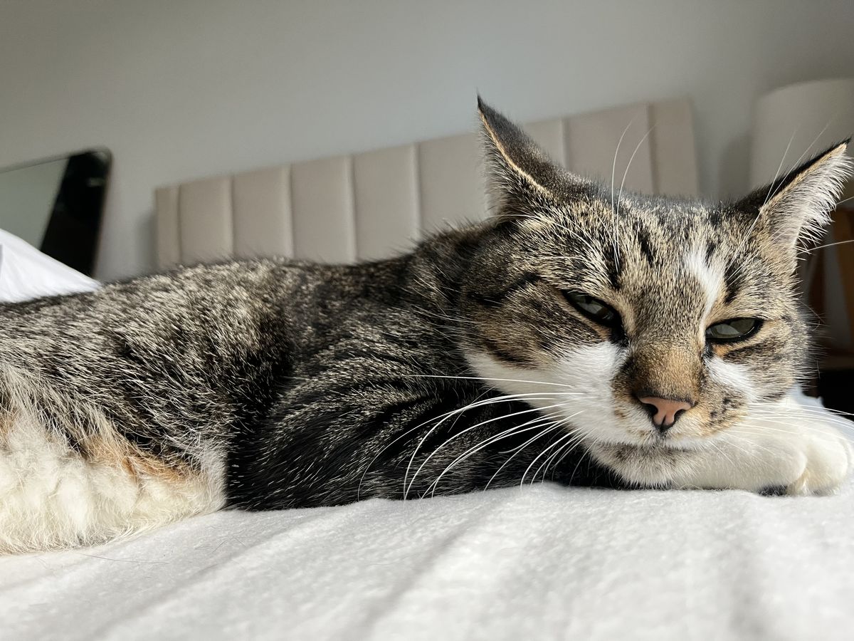 Gallery image: Virgil