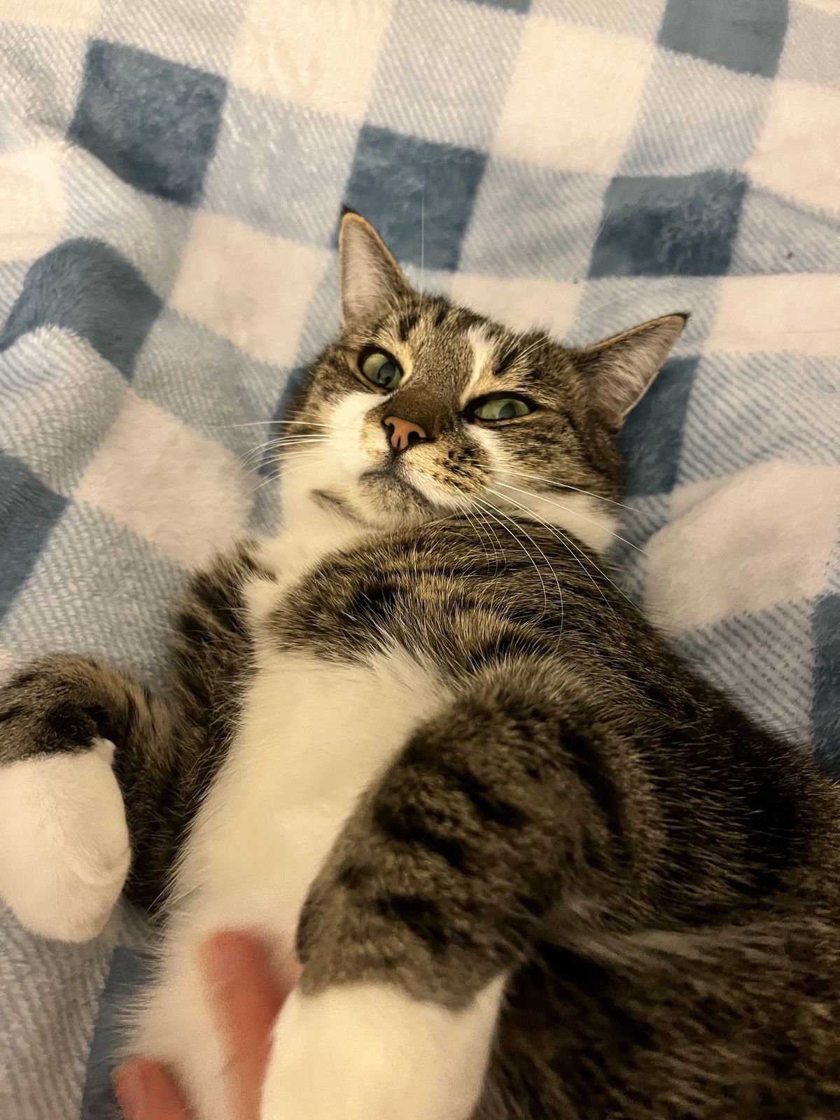 Gallery image: Virgil