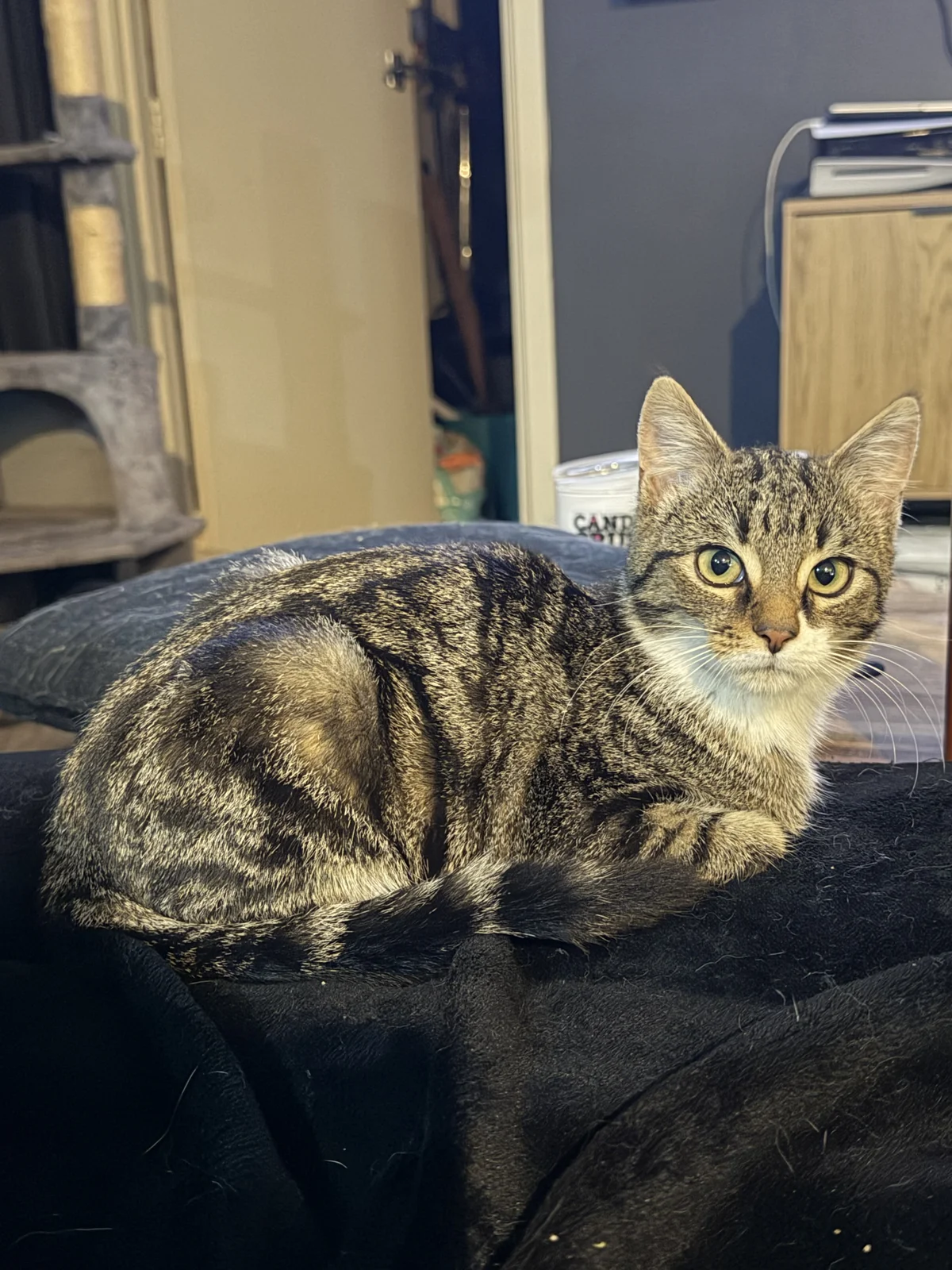 Gallery image: Not Possum