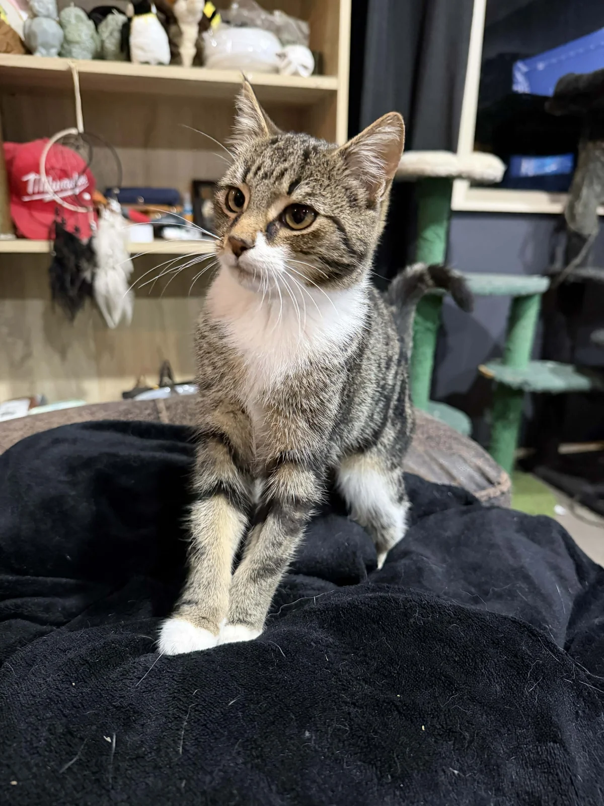 Gallery image: Not Possum