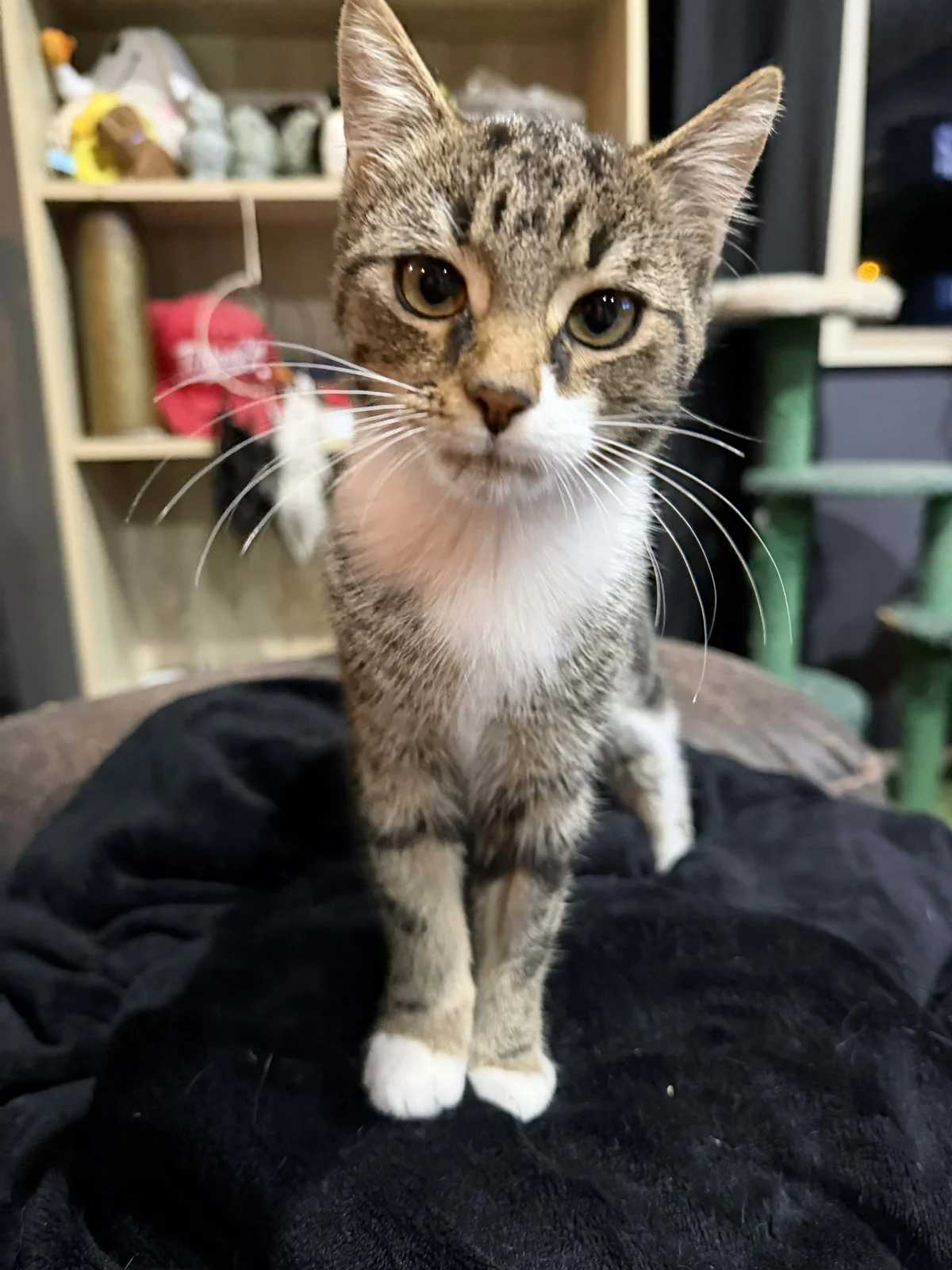 Gallery image: Not Possum