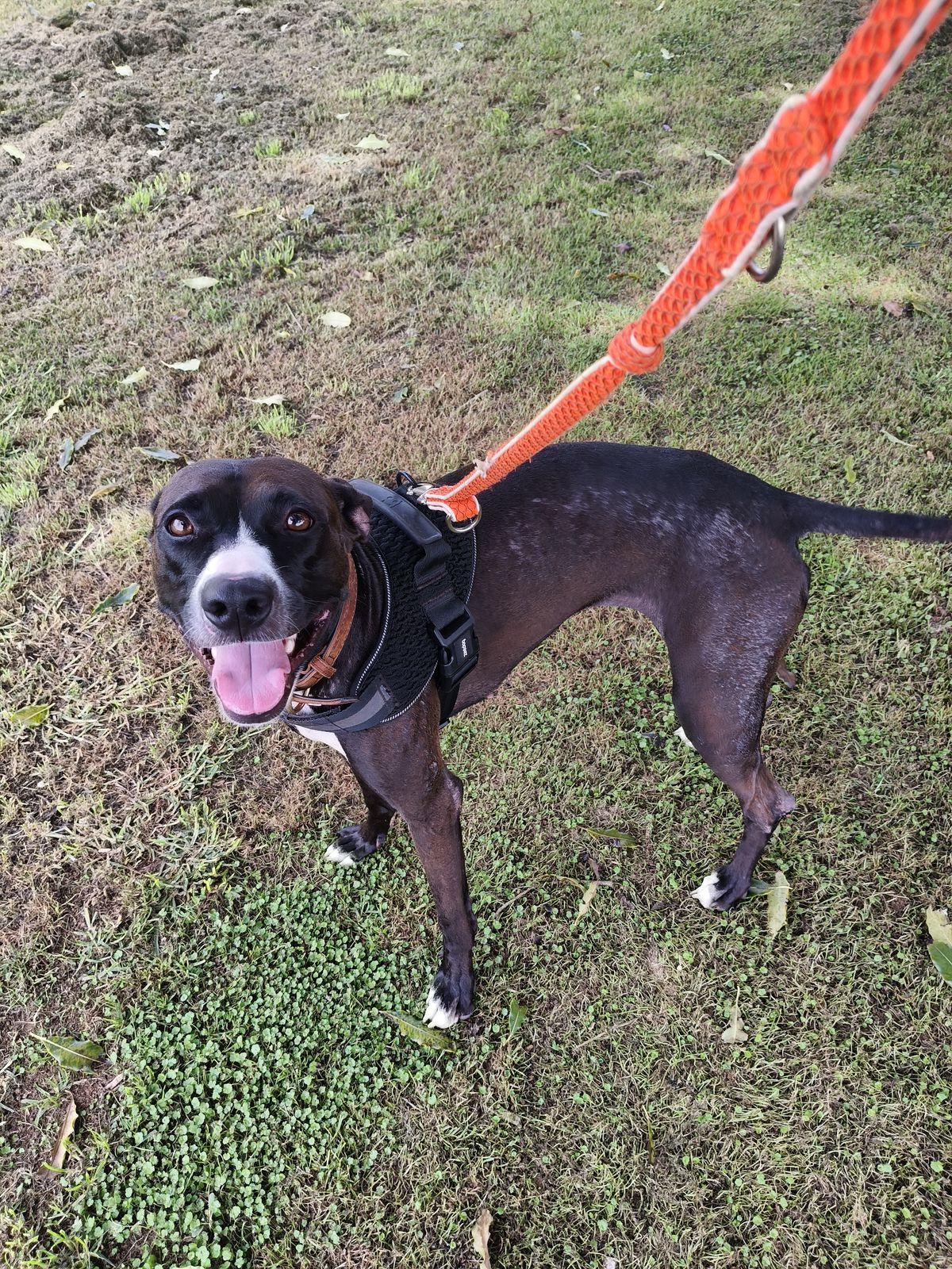 Gallery image: Simba