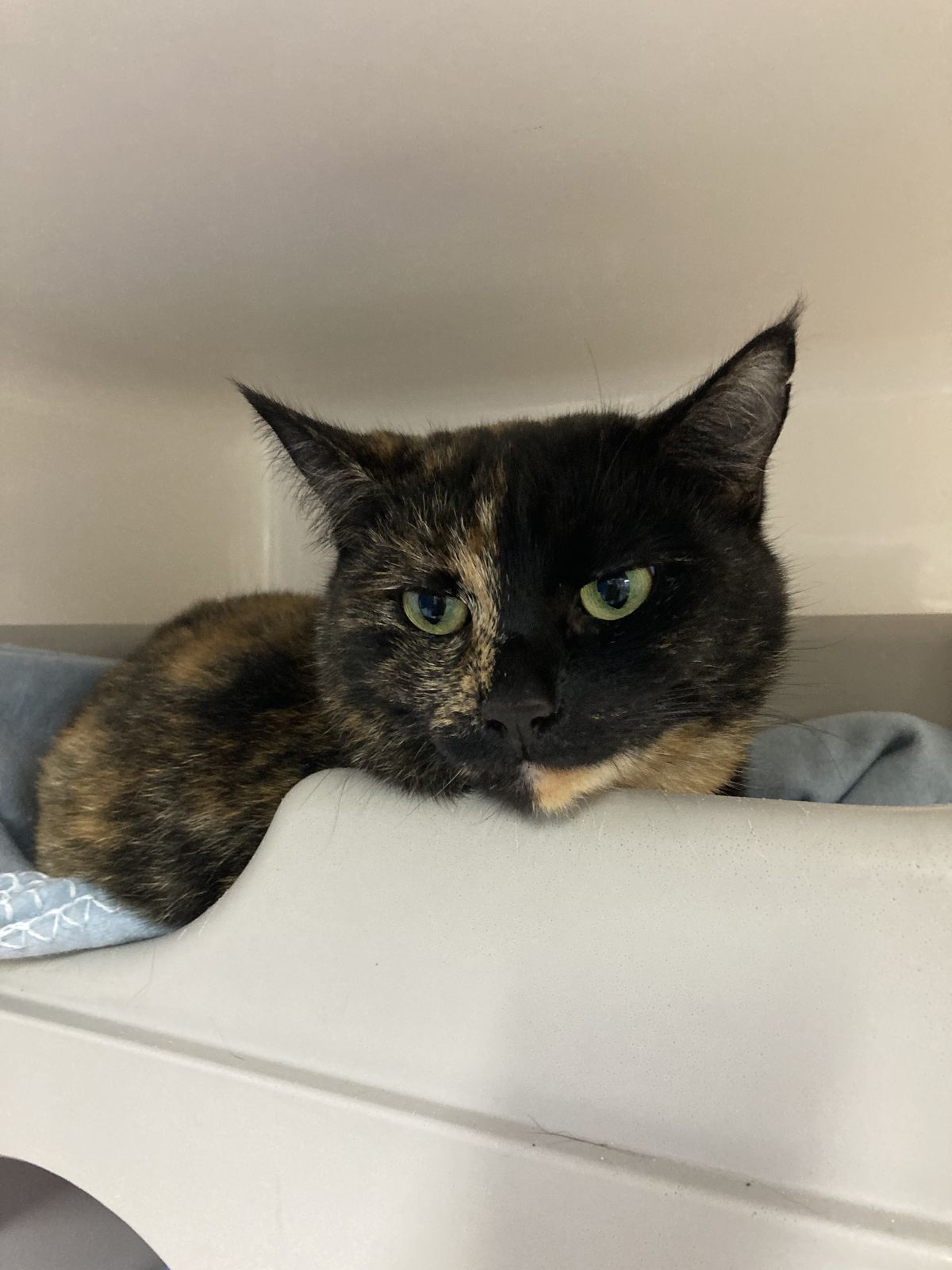 Gallery image: Kylie