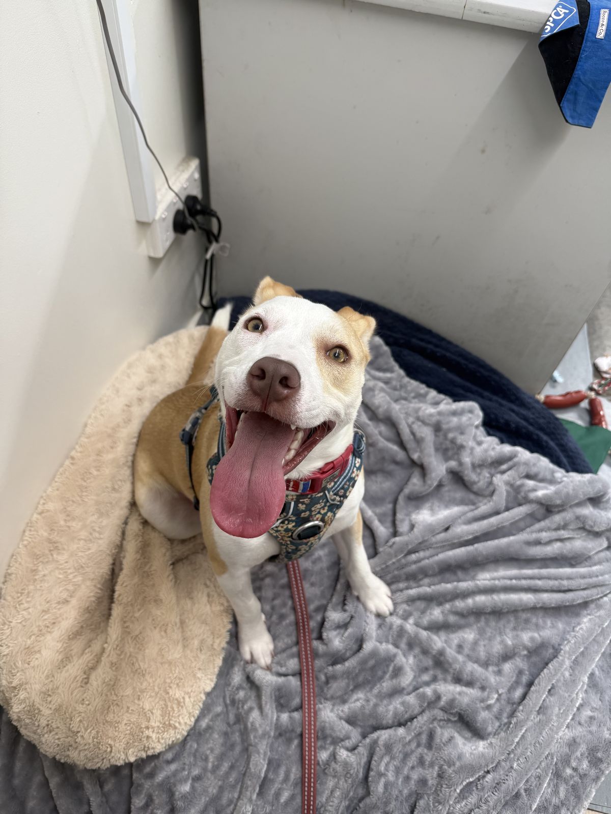 Gallery image: Bennie