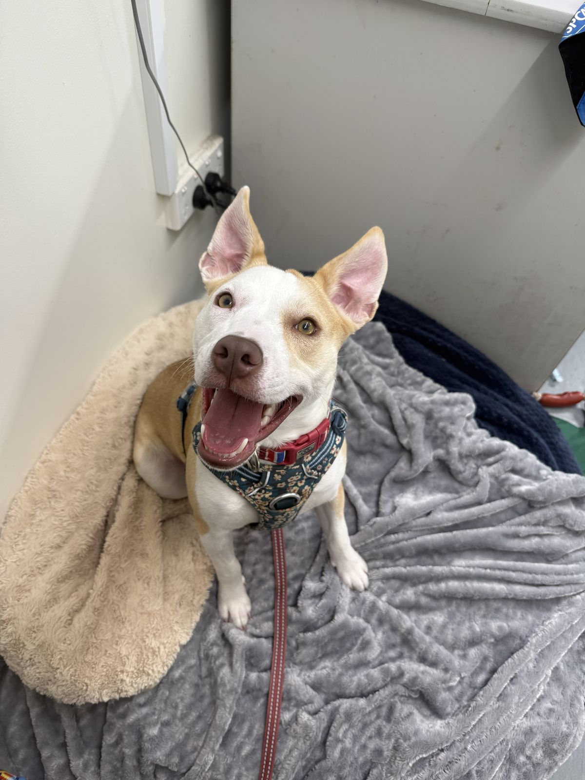 Gallery image: Bennie