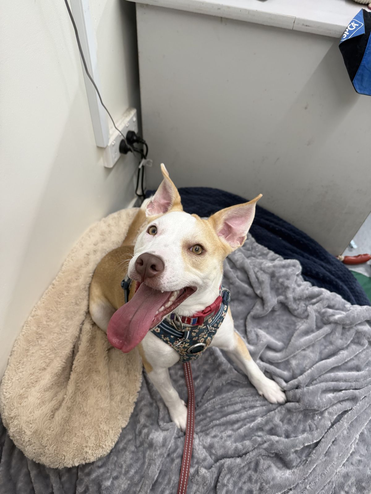 Gallery image: Bennie