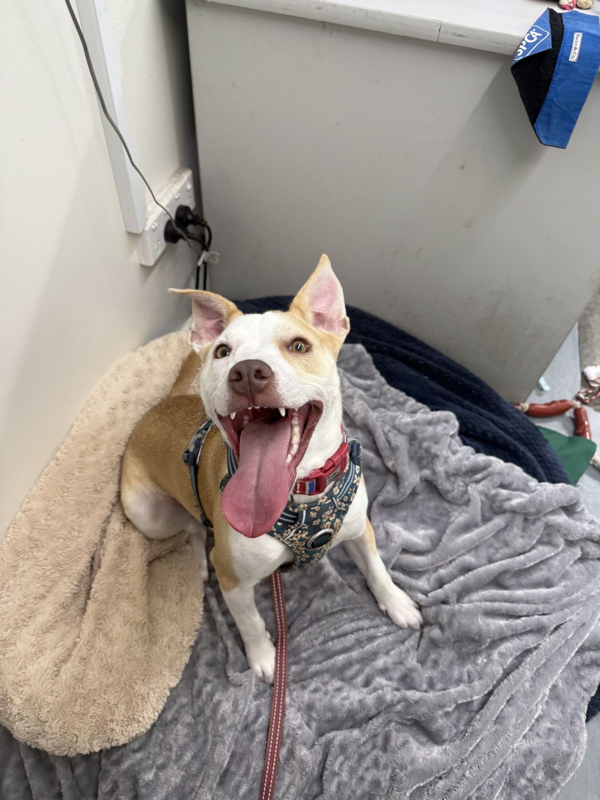 Gallery image: Bennie