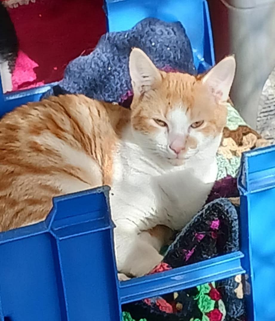 Gallery image: Zenny