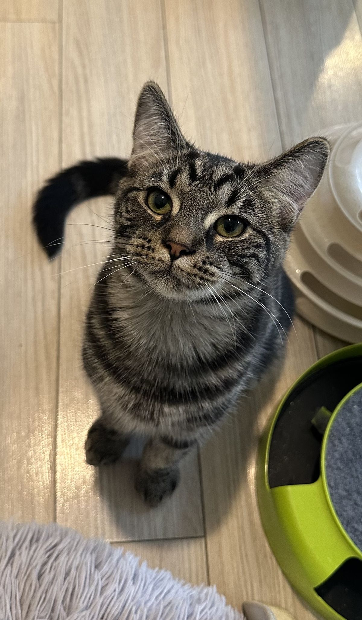 Gallery image: Mouse