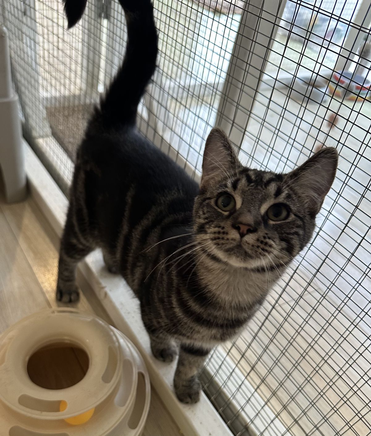 Gallery image: Mouse