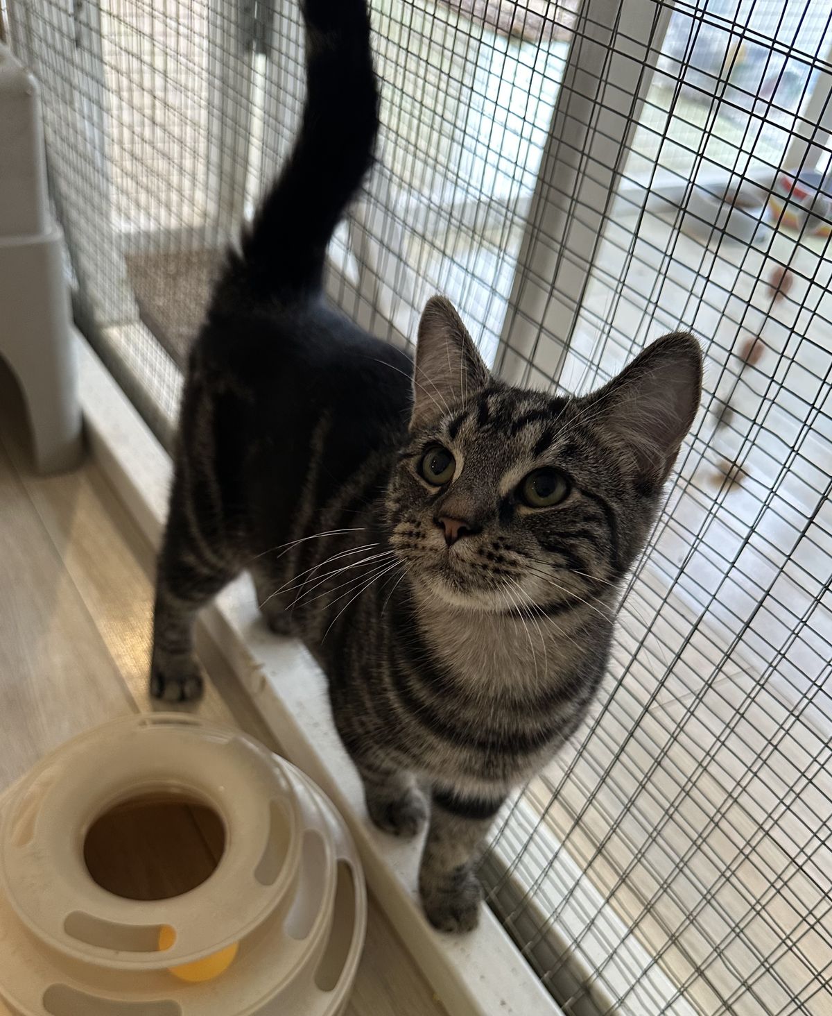 Gallery image: Mouse