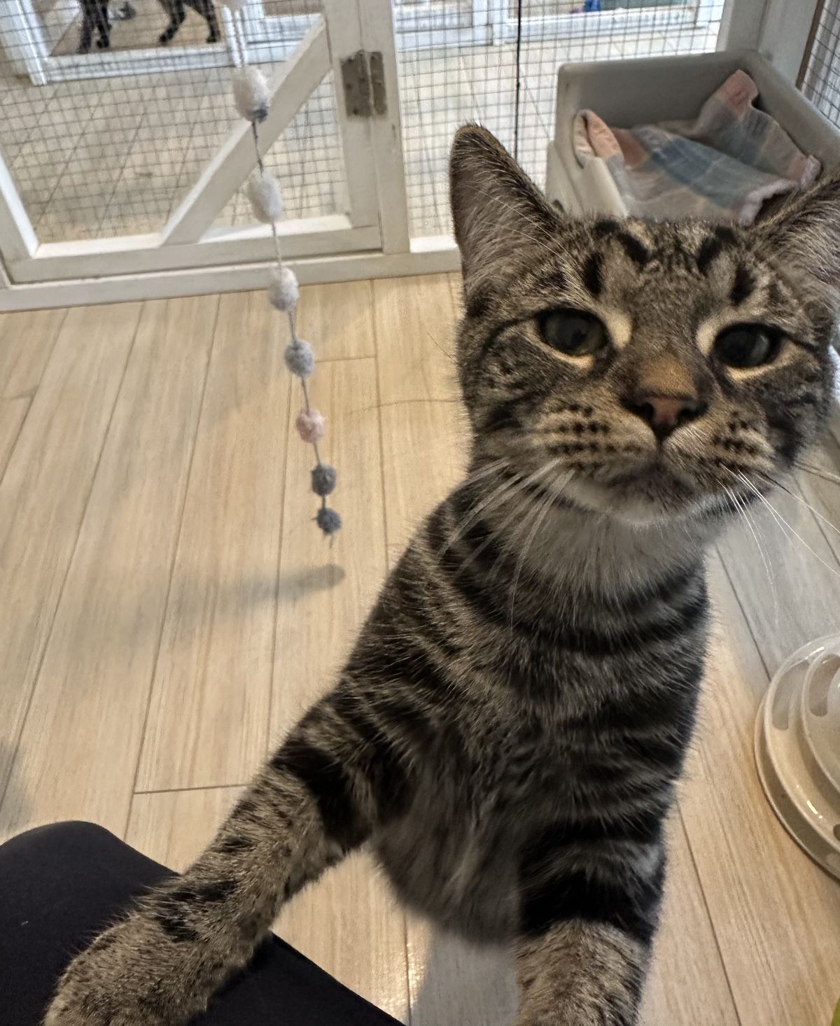 Gallery image: Mouse