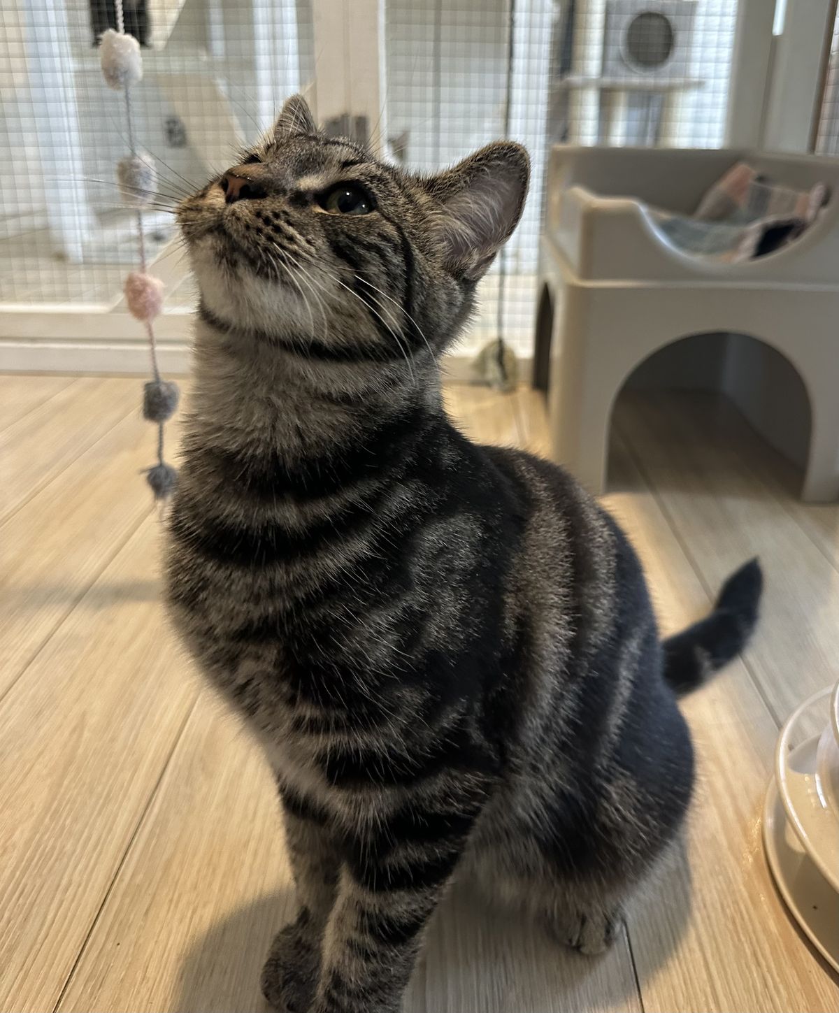 Gallery image: Mouse