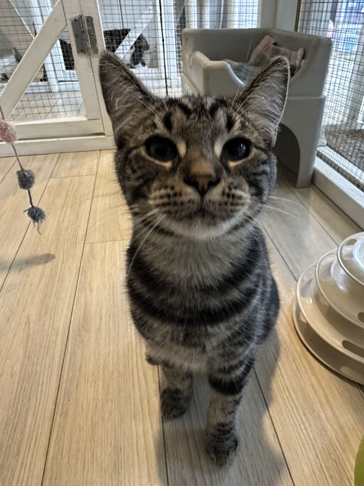 Gallery image: Mouse