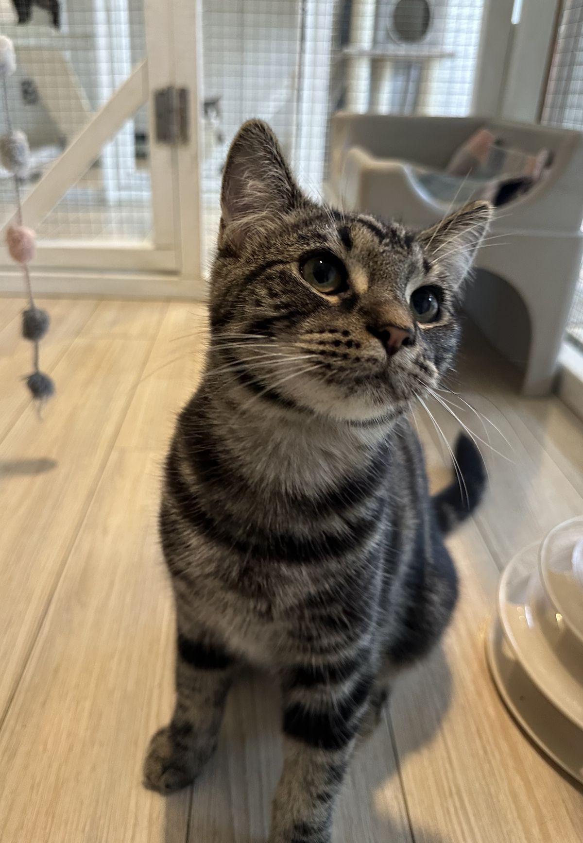 Gallery image: Mouse