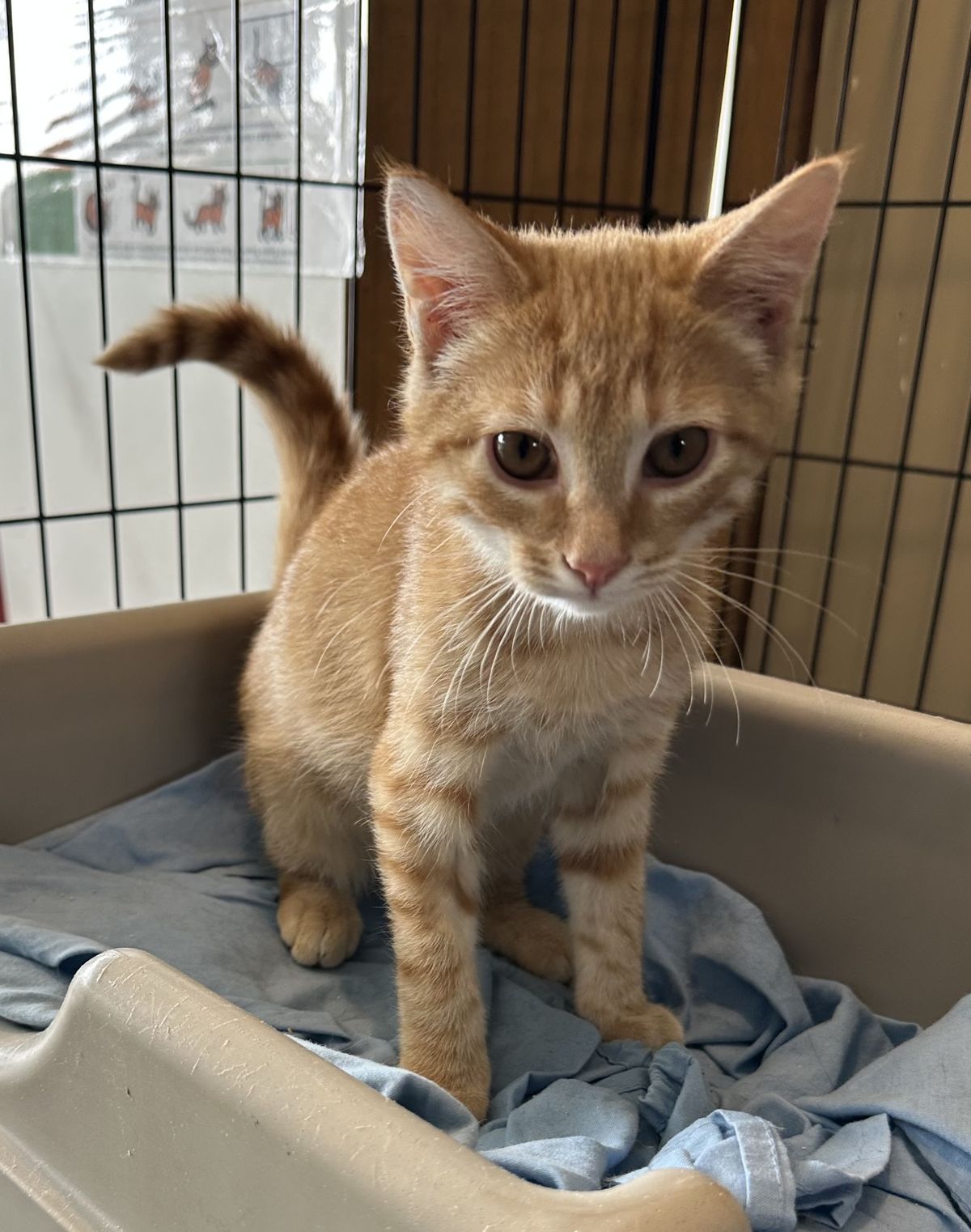 Gallery image: Dorito