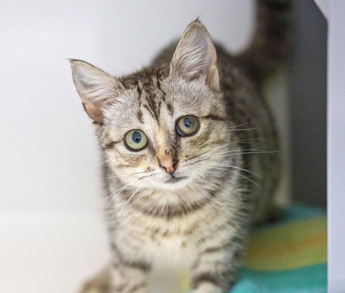 Gallery image: Maisie