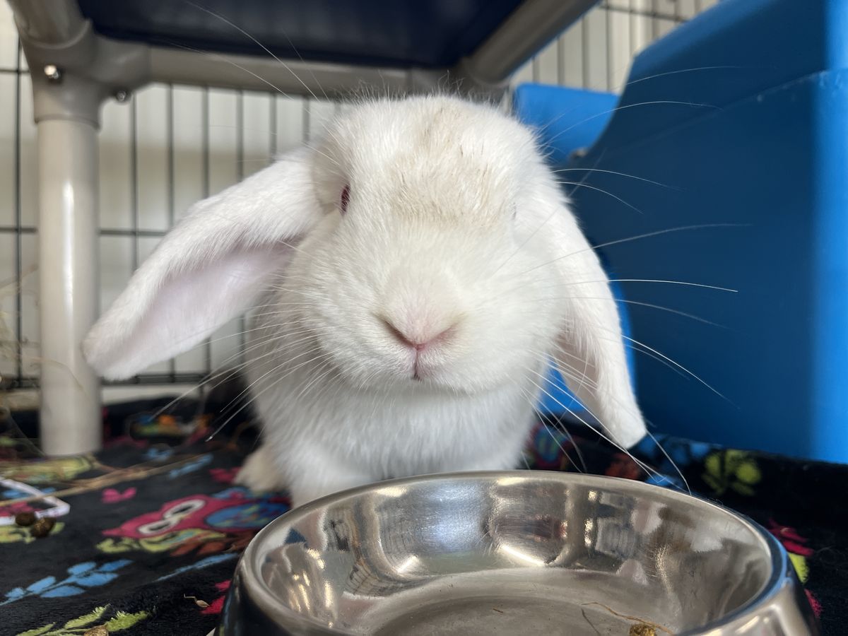 Gallery image: Paddy