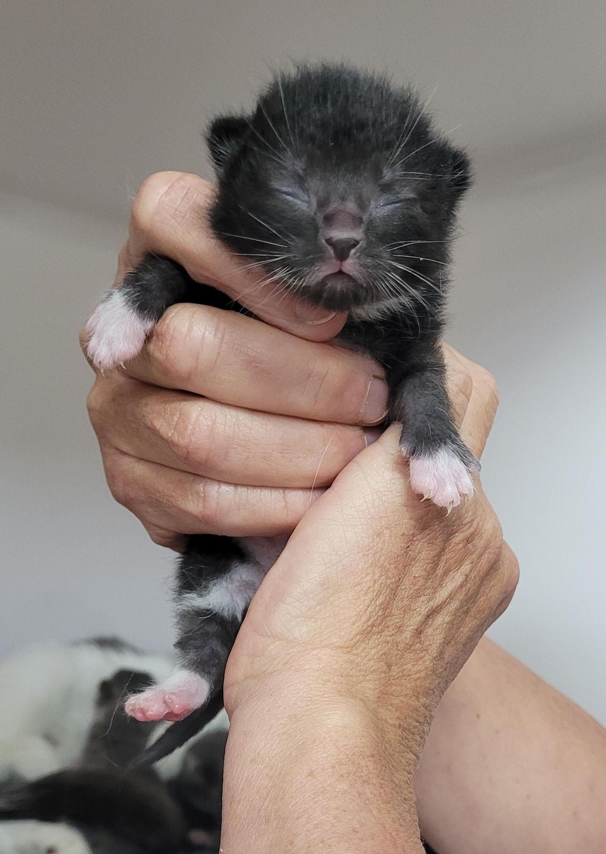 Gallery image: Tinta