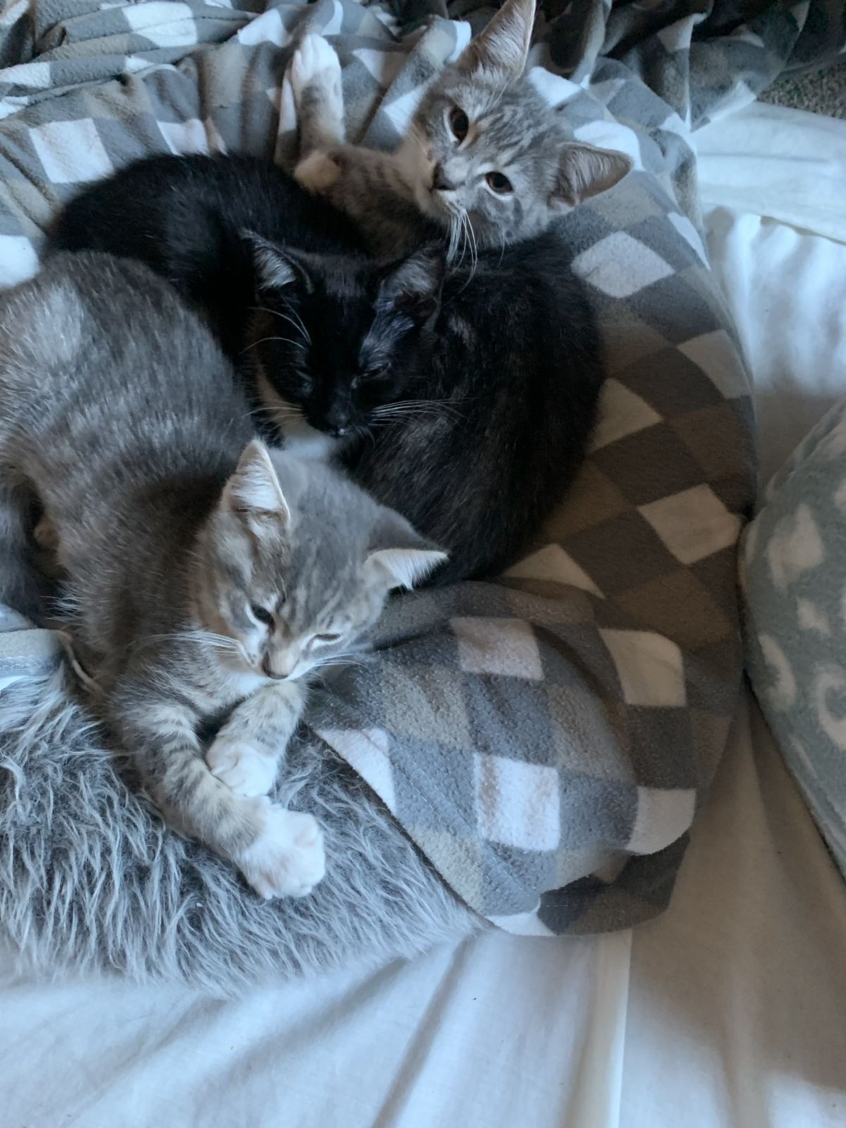 Gallery image: Patatas