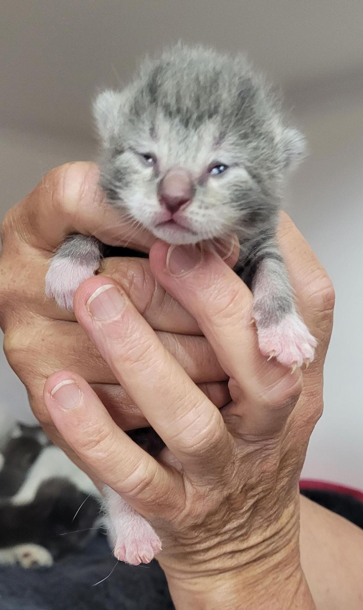 Gallery image: Patatas