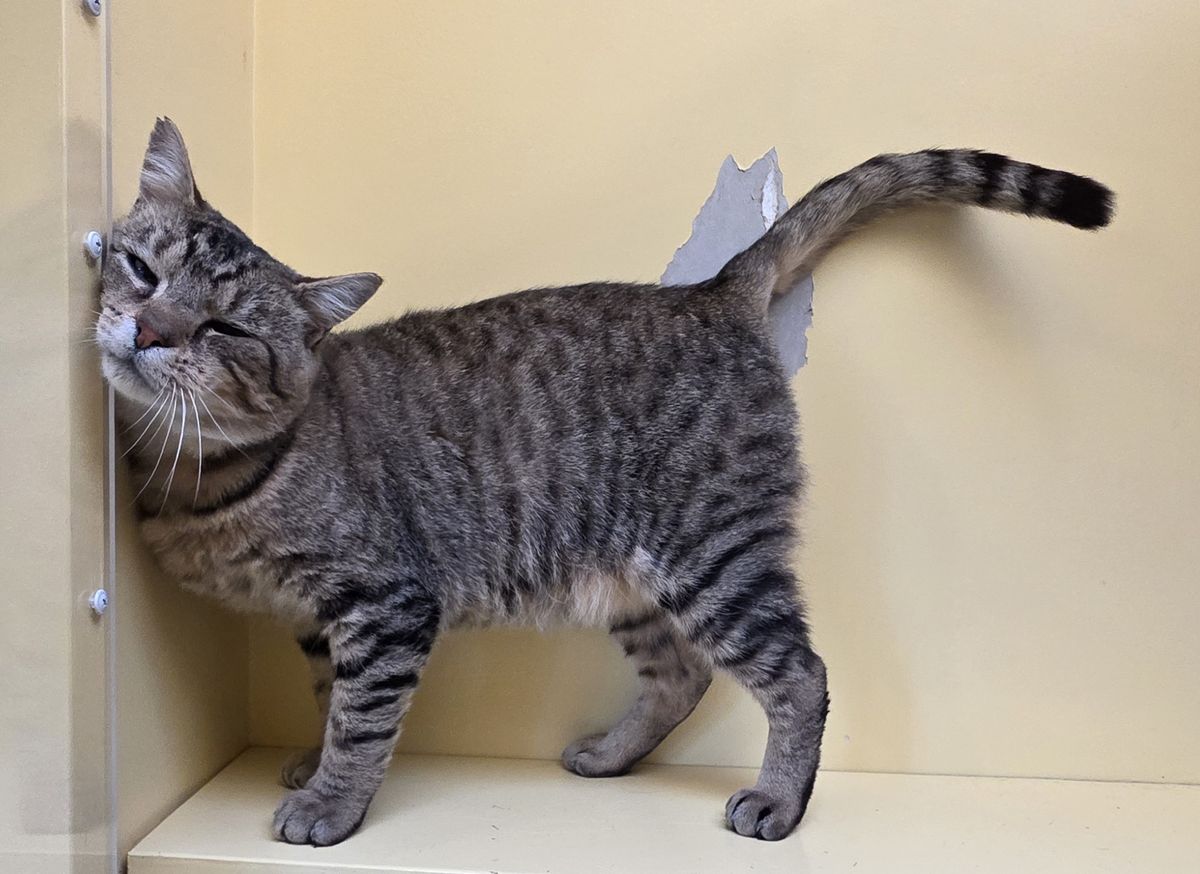 Gallery image: Oscar