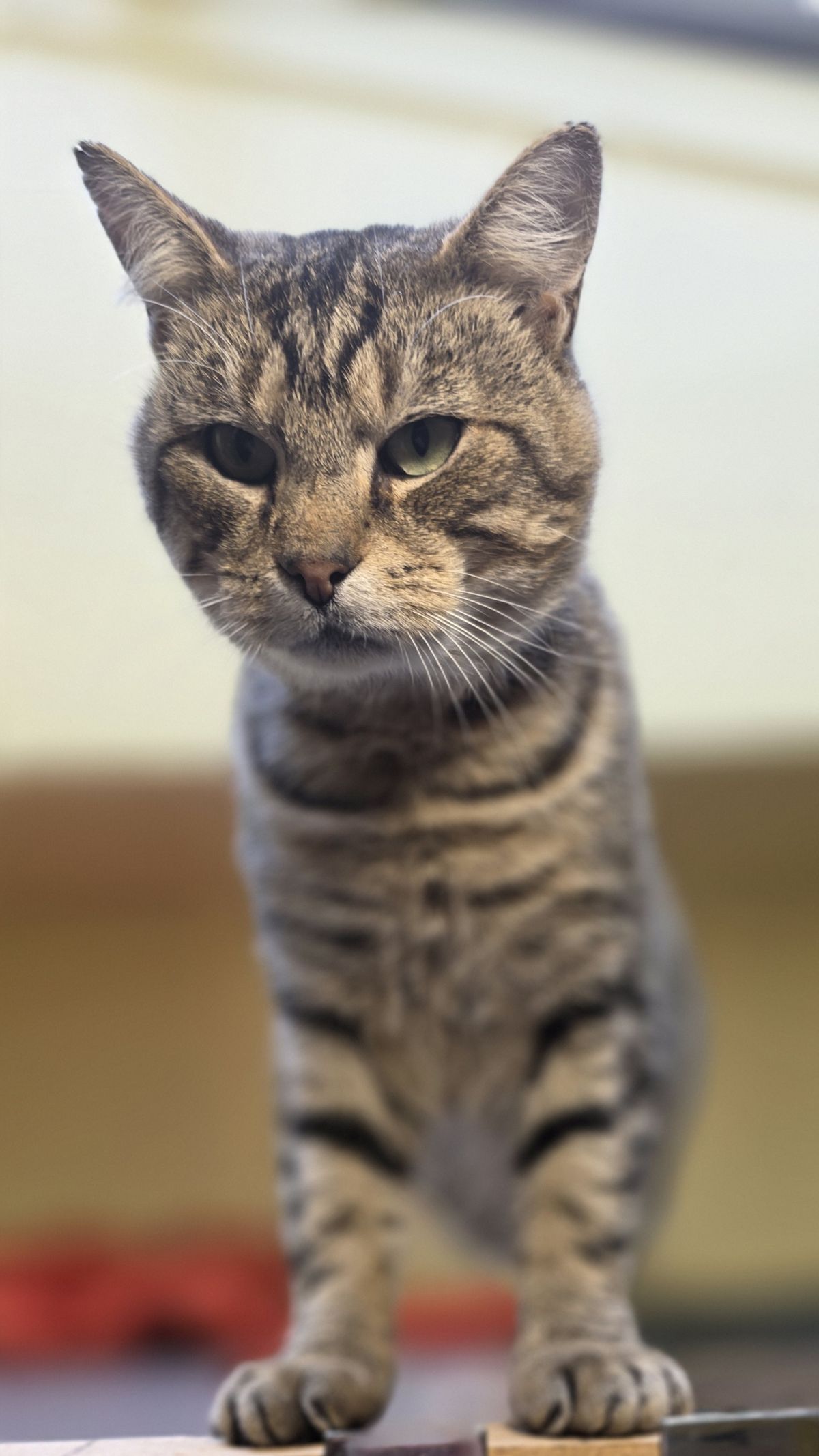 Gallery image: Oscar