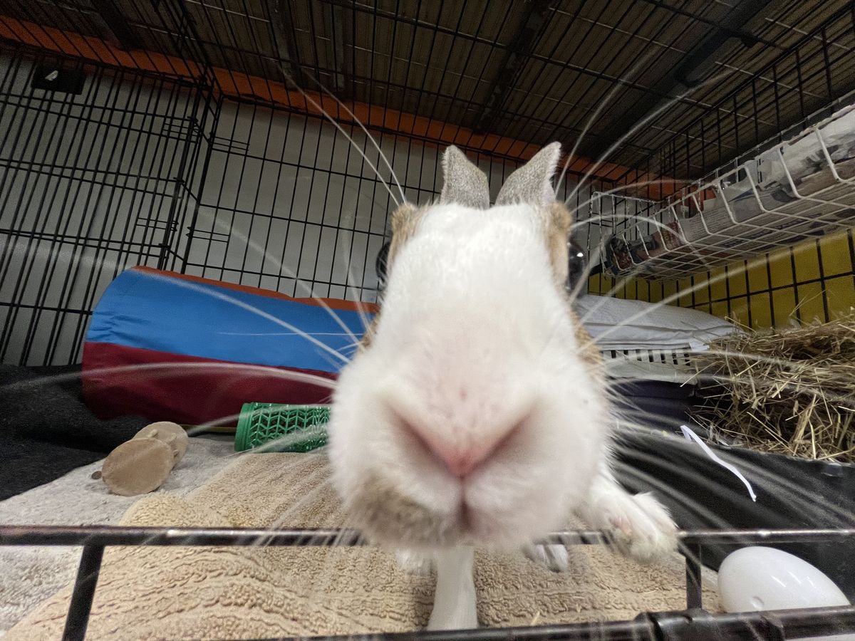 Gallery image: Firefly