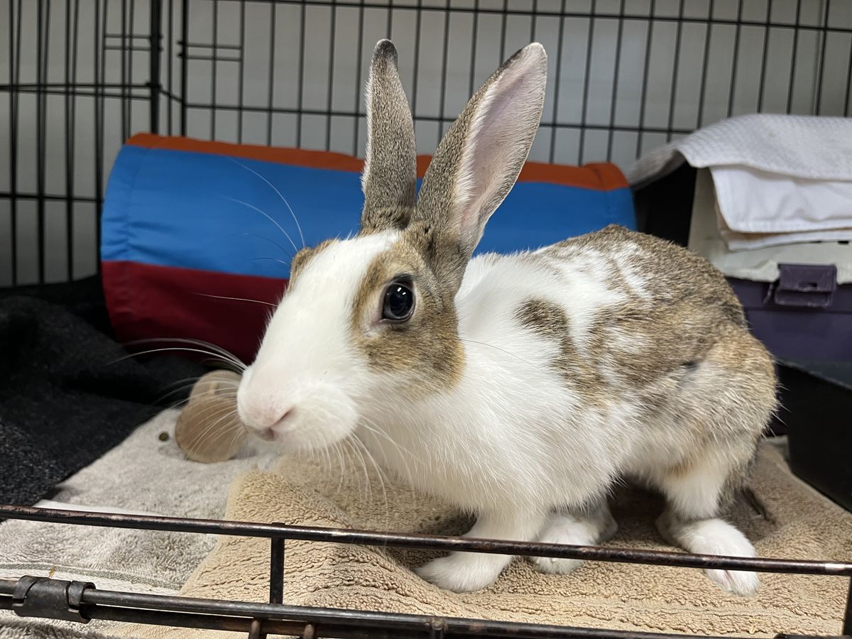 Gallery image: Firefly