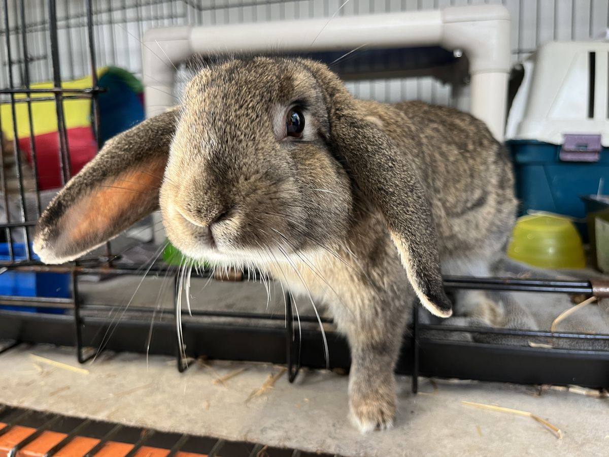 Gallery image: Peter