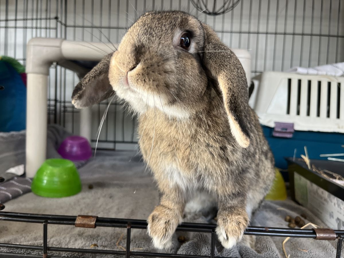 Gallery image: Peter