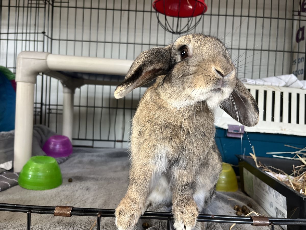 Gallery image: Peter