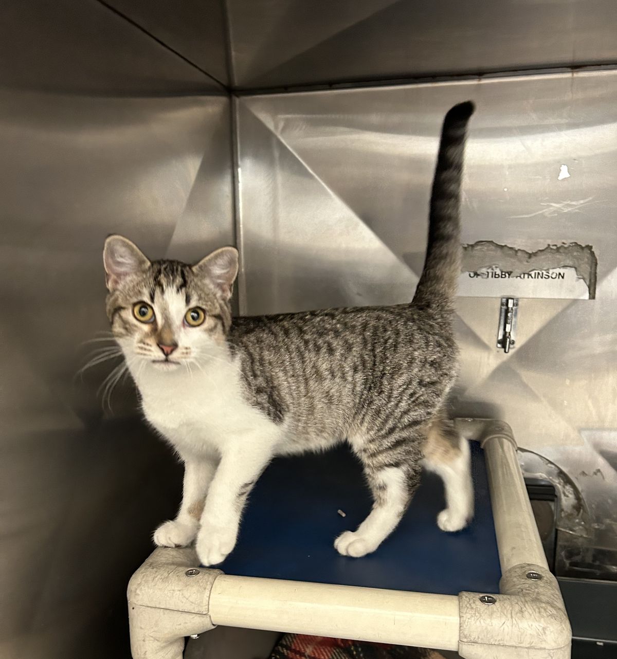 Gallery image: Mr Whippy 