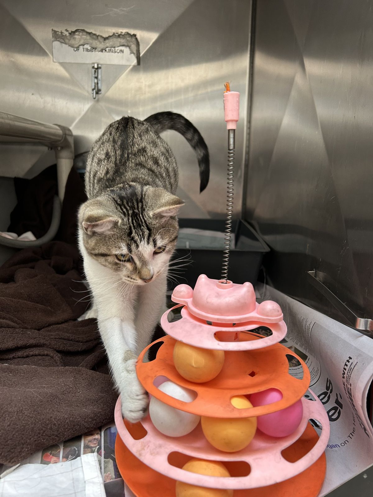 Gallery image: Mr Whippy 