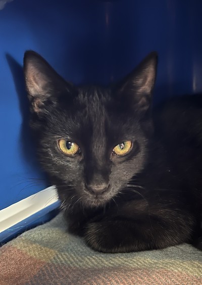 Mint - Domestic Short Hair