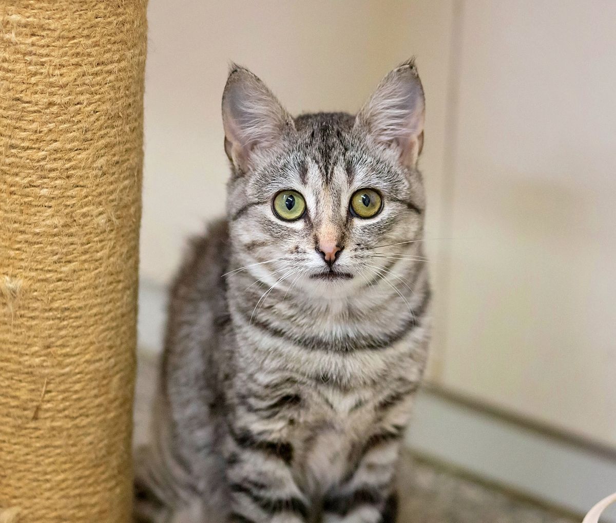 Gallery image: Maisie