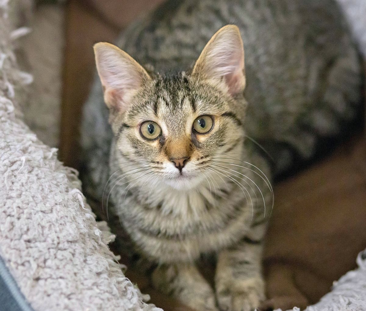 Gallery image: Kennedy