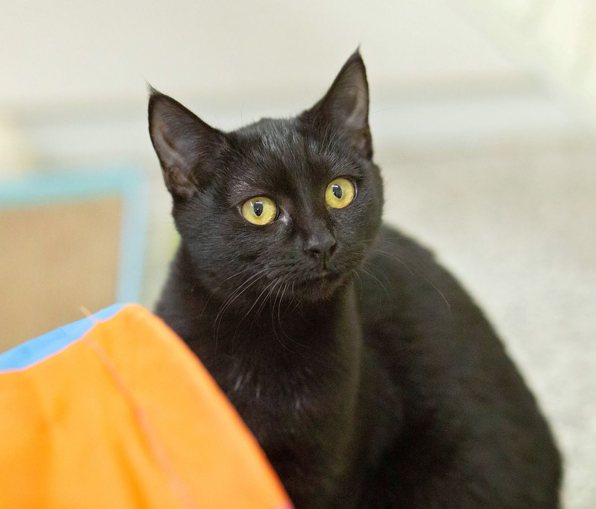 Gallery image: Wanda