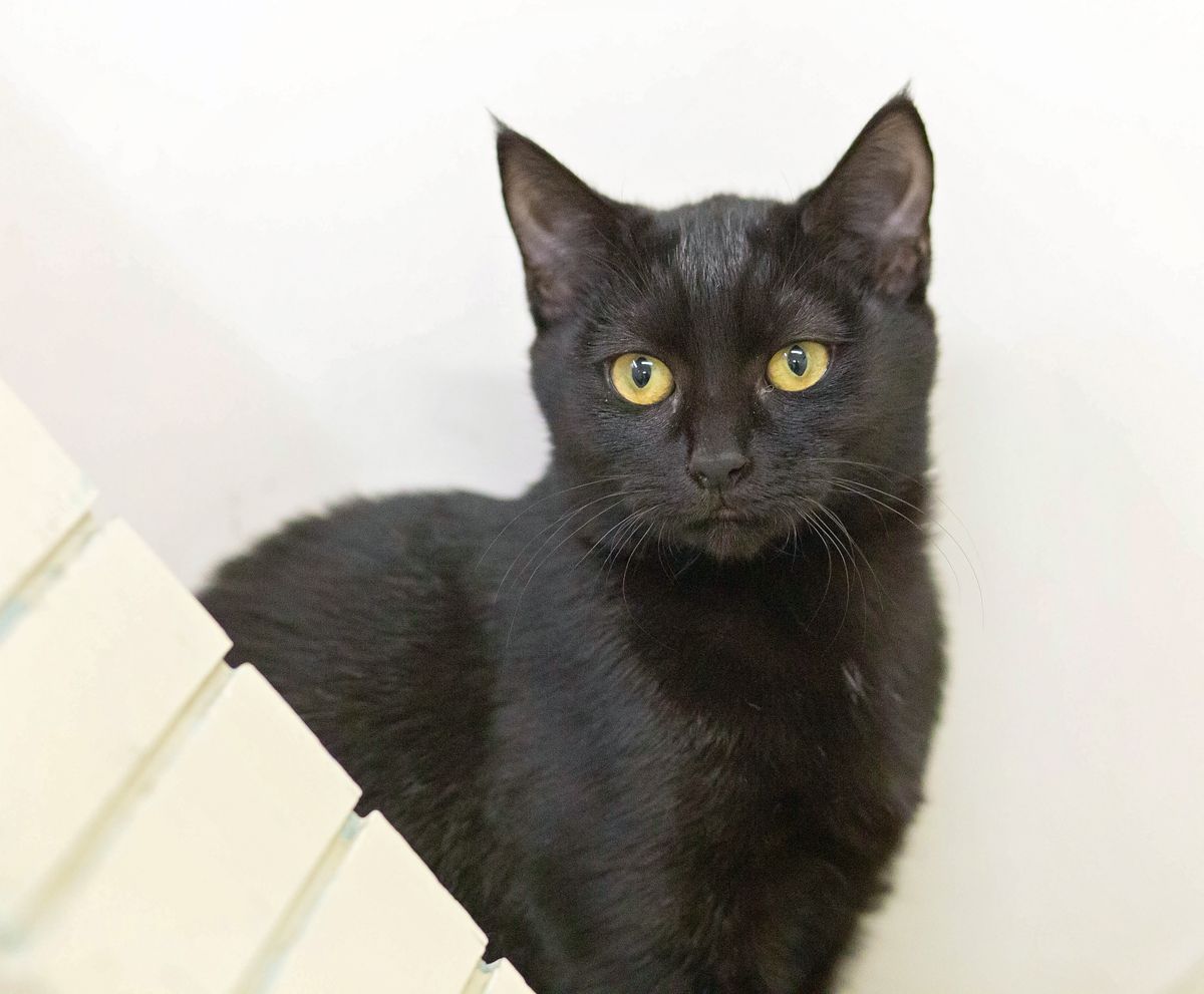 Gallery image: Wanda