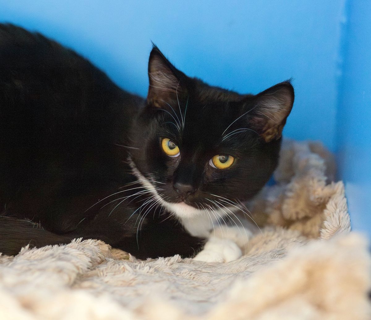 Gallery image: Scout