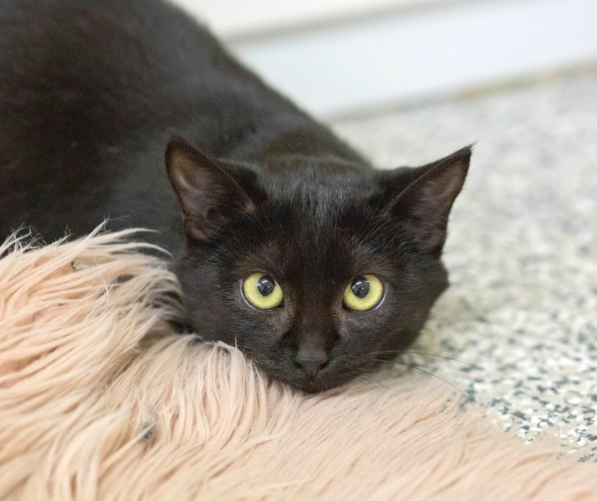 Gallery image: Wembley