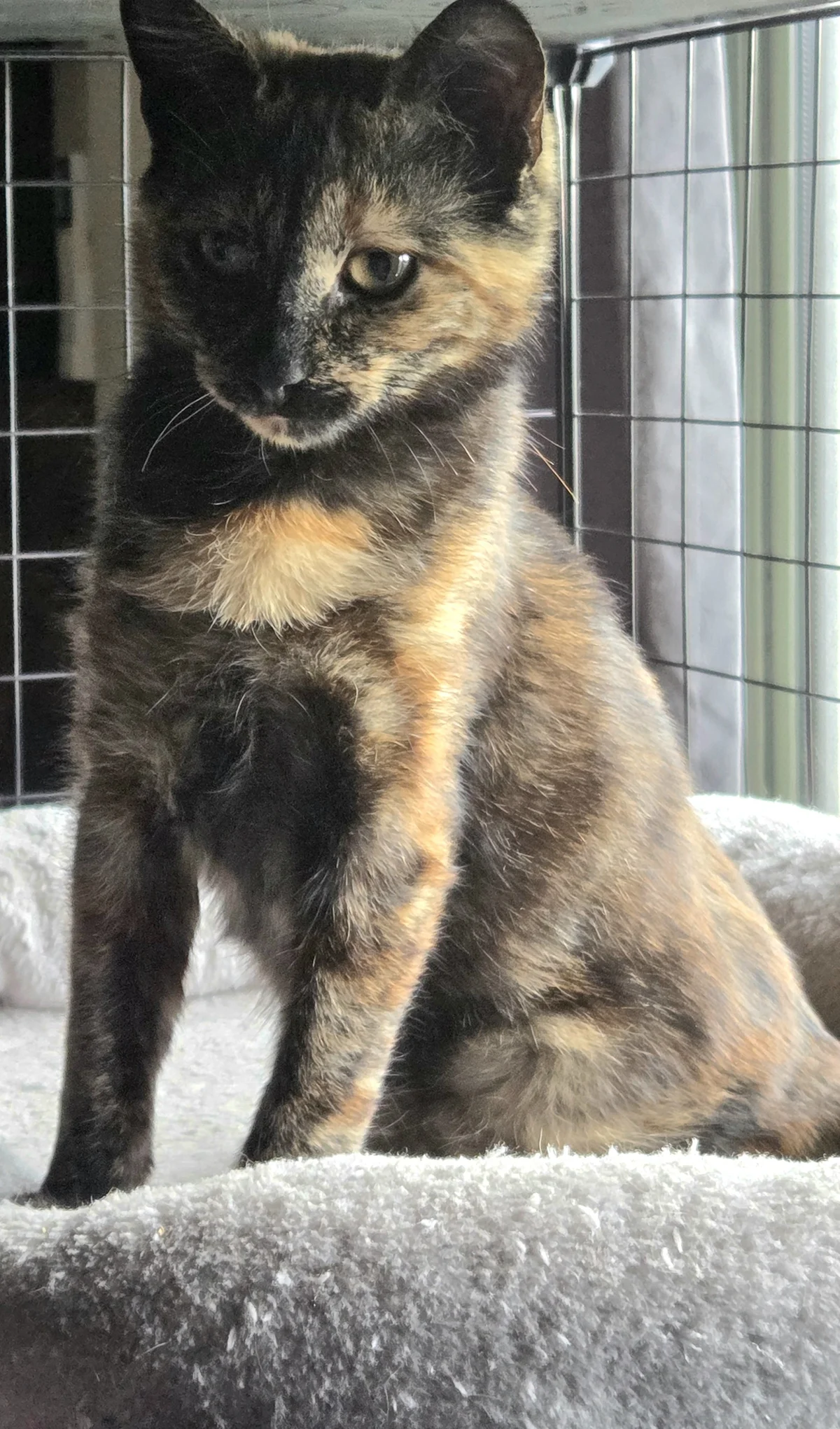 Gallery image: Alice