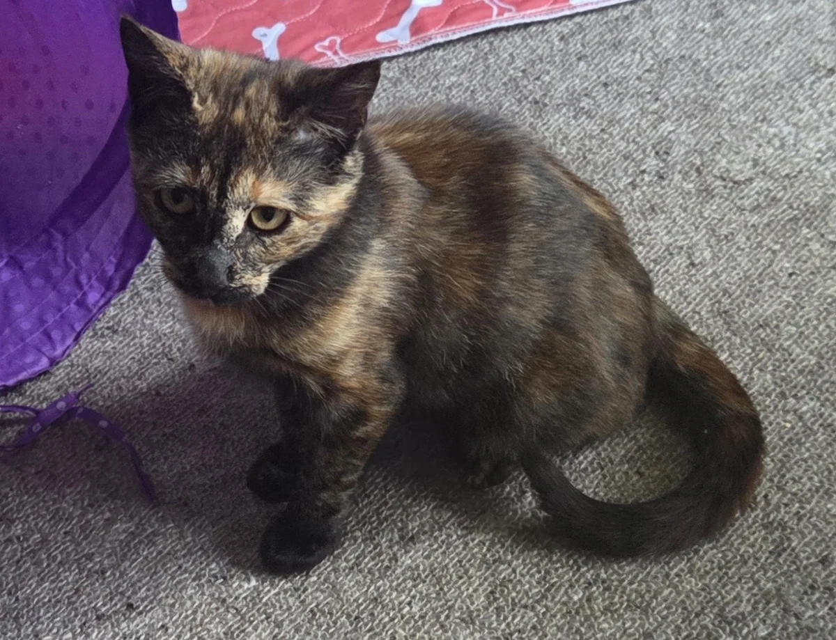 Gallery image: Alice