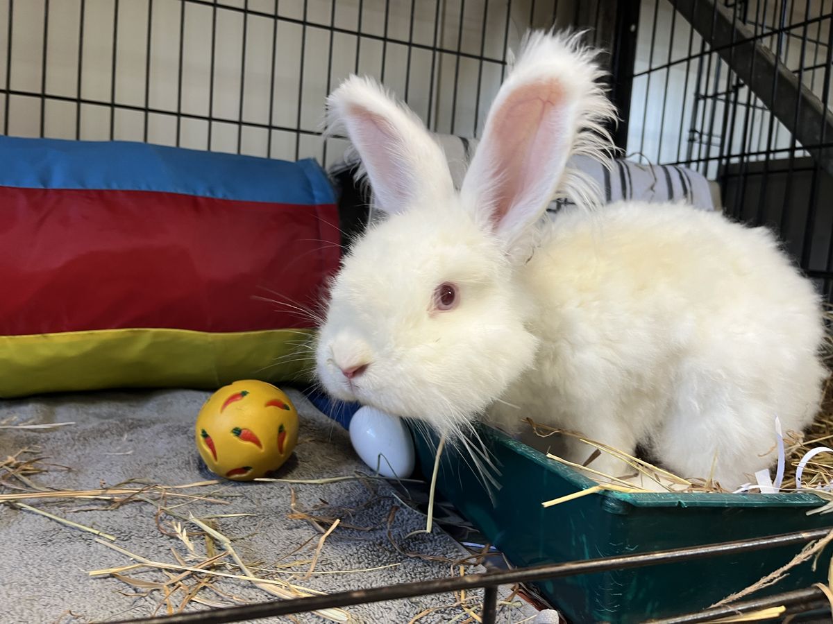 Gallery image: MacIntosh