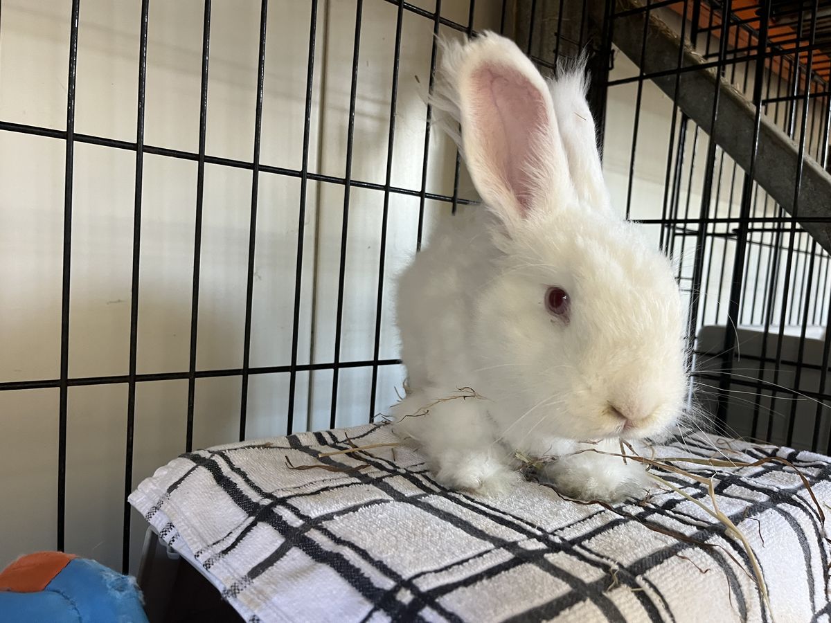 Gallery image: MacIntosh