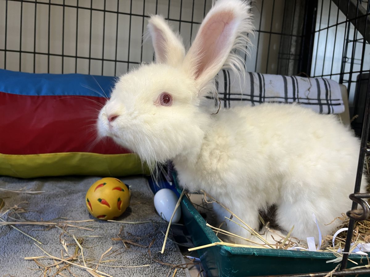 Gallery image: MacIntosh